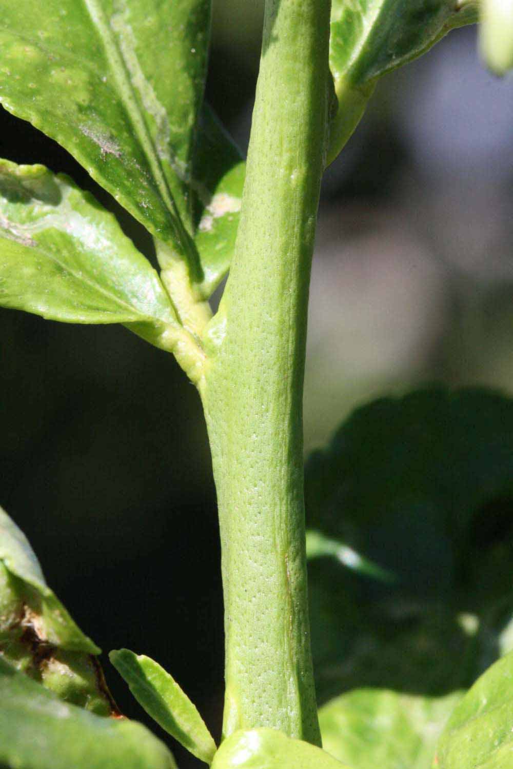            First year twig (Riverside, CA)   